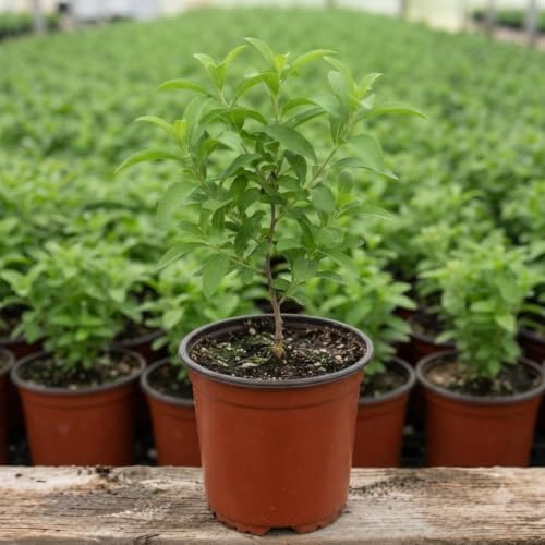 Fringe Tree Live Plant, Hardy Ornamental Shrub, 8-10 Inch Tall, Quart Pot - Image 2