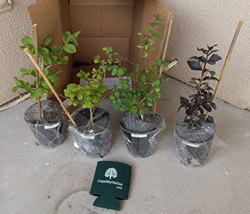 6 Pack - Red Flowering Crape Myrtle Trees - Lagerstroemia - Quart Container - 6-12 Inches Tall - Image 4