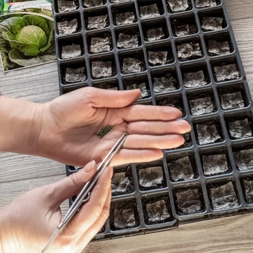 500 Cabbage for Garden Vegetable Seeds, Seeds for Planting - Image 4