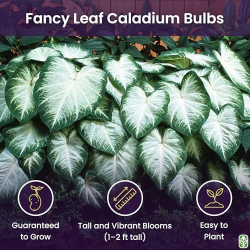 Fancy Leaf Caladium Bulbs for Planting - Large Root Bulb - Aaron - Giant Heart-Shaped Flower Plant - Hardy in Zones 9-11 - Image 2