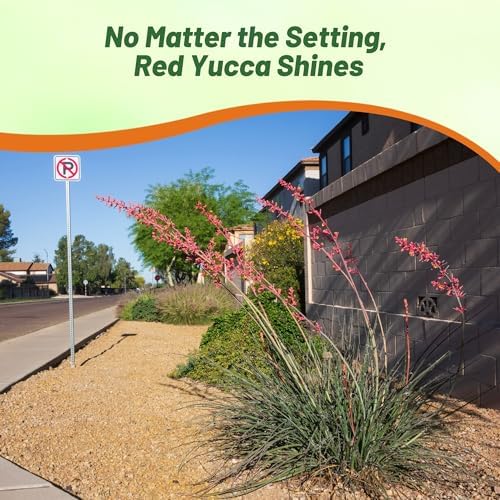 Outsidepride Red Yucca Seeds for Planting - 25 Pcs Drought Tolerant Flower Seeds with Evergreen Foliage & Pollinator-Friendly Flowers, for Xeriscaping, Dry or Sandy Landscapes - Image 6