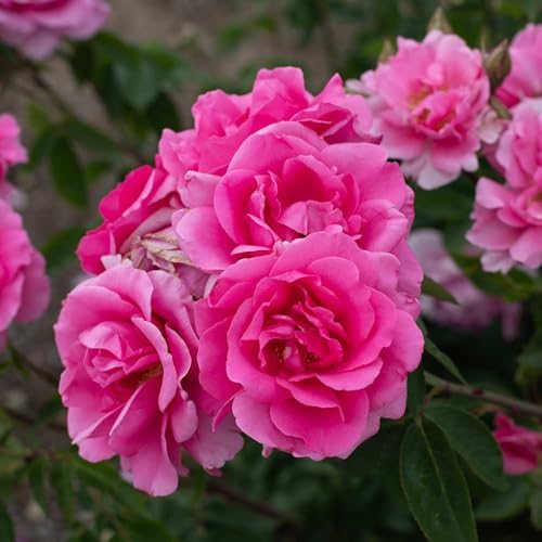 Heirloom Hardy Roses, Live Own Root Plant, Earth Song - Image 3