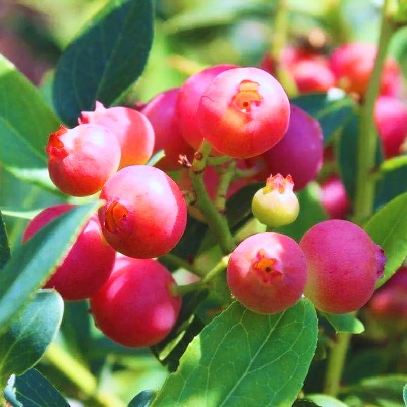 2 Pink Lemonade Blueberry Plants Live, Berry Tree Seedling, 5-10 Inch Tall - Image 2