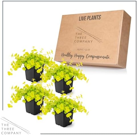 Creeping Jenny (Lysimachia nummularia) (4 Pack) - Live Trailing Ground Cover Perennial, 6" Tall by 4" Wide in 1 Pt Pot - Image 5