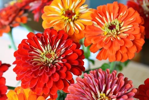 Set of 31 Premium Variety Flower Seed Packets - Heirloom Non-GMO and Proudly Sourced in the USA (31) - Image 5