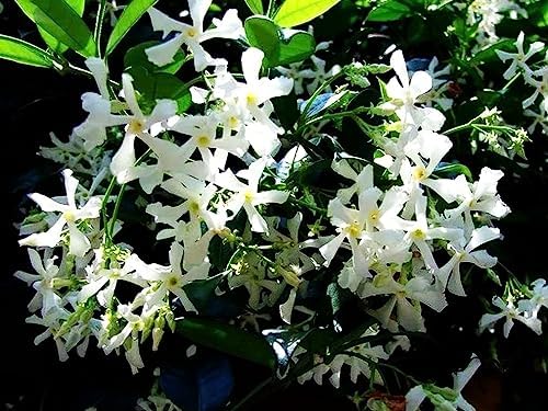 Rare Scented Jasmine Flower Easy to Grow 5g Seeds - Image 2