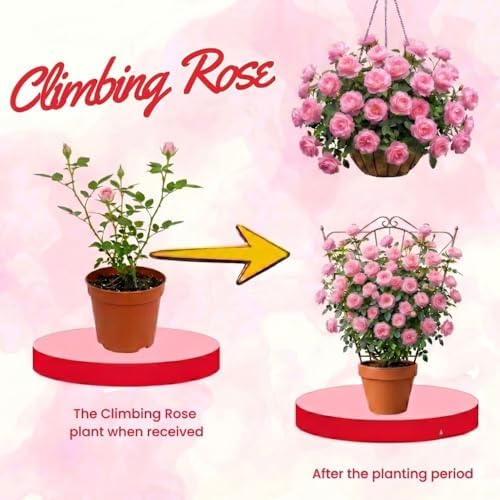Light Pink Live Rose Plant, Fragrant Garden Rose, 2-3 Inch Tall - Image 5