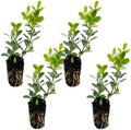 ragnaroc Japanese Boxwood 2-4" (Buxus microphylla VAR. Japonica) 4ct - Live Plant for Indoor Outdoor Use, Garden & Landscaping - Live Arrival Guaranteed by ragnaroc
