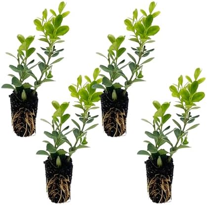 ragnaroc Japanese Boxwood 2-4" (Buxus microphylla VAR. Japonica) 4ct - Live Plant for Indoor Outdoor Use, Garden & Landscaping - Live Arrival Guaranteed by ragnaroc