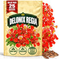 Royal Poinciana Seeds for Planting, Delonix regia, Heirloom Non-GMO Flamboyant Flame Tree Seeds, High Germination Tropical Flowering Shade Tree for Landscapes and Bonsai Projects, 25 Count by WilyFox