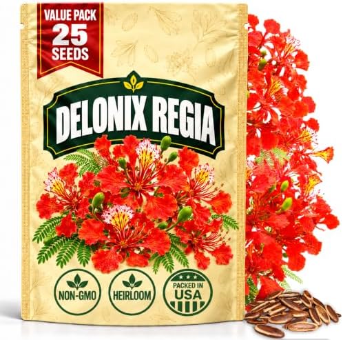 Royal Poinciana Seeds for Planting, Delonix regia, Heirloom Non-GMO Flamboyant Flame Tree Seeds, High Germination Tropical Flowering Shade Tree for Landscapes and Bonsai Projects, 25 Count by WilyFox