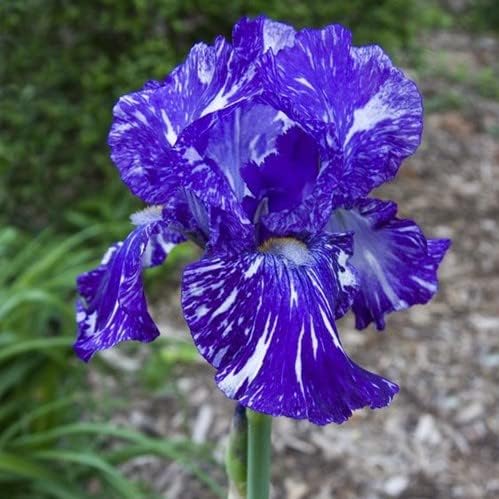 35 Mixed Iris Heirloom Seeds for Planting - Image 3