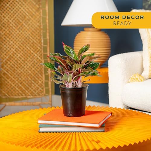 Costa Farms Chinese Evergreen, Live Indoor Plant, Easy Care, Home Decor - Image 2