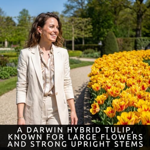 25 Banja Luka Tulip Bulbs | Red Yellow Darwin Hybrid Flowers for Gardens - Image 7