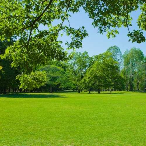 120,000 Emerald Zoysia Grass Seeds for Lawn Gardening Outside - Image 4