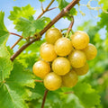 Scuppernog Muscadine Grape Vine - 28-36" Tall Live Plant - 2 Gallon Pot by Unknown