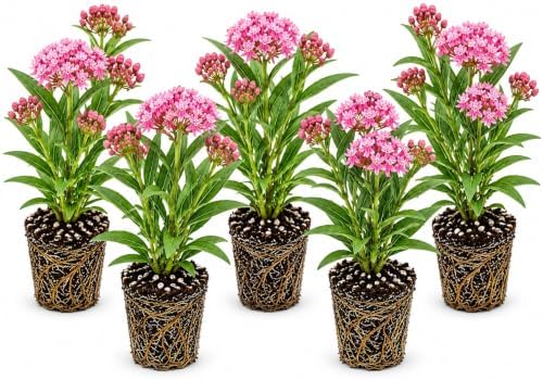 Swamp Milkweed Live Plant Plugs – Asclepias incarnata – Native Pink Flowering Perennial for Monarch Butterfly & Pollinator Gardens, 5 Plants by CZGrain