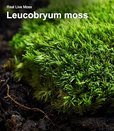 LuckyRunes Live Leucobryum Moss 2-Pack 3.5x7in for Terrariums & Bonsai - Image 5