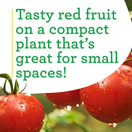 Bonnie Plants Patio Tomato, Live Plant, 19.3 oz., 4-Pack - Image 4