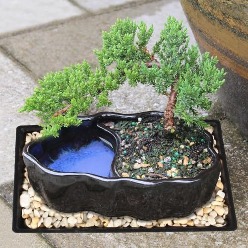 Brussel's Bonsai - Small Juniper Live Bonsai Tree with Tray, Indoor Plant - Image 4