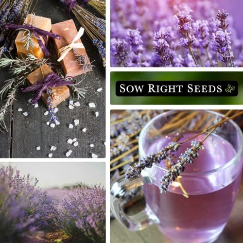 Sow Right Seeds - English Lavender Seed for Planting Perennial Herbs 4pk - Image 4
