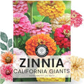 Zinnia California Giants - Large 2,500mg Envelope - 250 Flower Seeds for Planting - Zinnia elegans by FamilySown