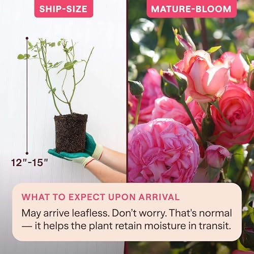 Heirloom Climbing Roses, Live Own Root Plant, Antique - Image 2