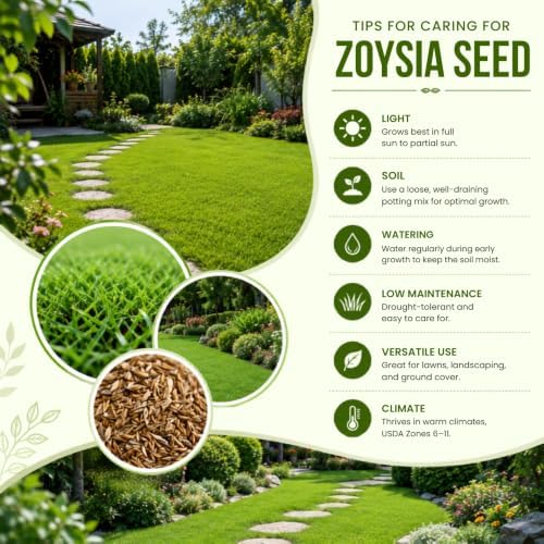 120,000 Emerald Zoysia Grass Seeds for Lawn Gardening Outside - Image 5