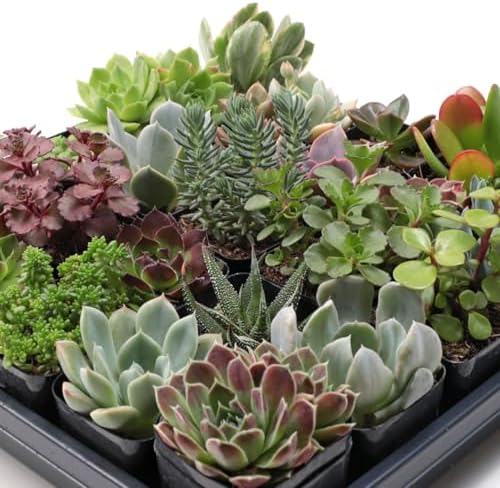 Mountain Crest Gardens Ultimate Succulent Variety Pack - 12 Unique Live Plants, Many Types, Rooted in 2 inch Pots - Indoor/Outdoor Real Succulents for Garden Decor, Favors, DIY Arrangements - Image 4