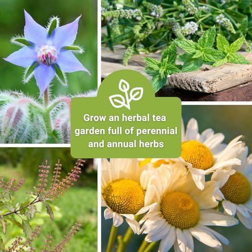Sow Right Seeds - Large Herbal Tea Seed Collection for Planting Garden - Image 5