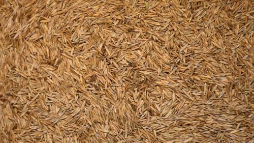 Kentucky 31 Tall Fescue Grass Seeds, 1 Pound Pure Seeds Pack by Seeds2Go - Image 4