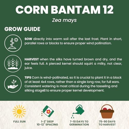 Corn Sweet Bantam 12 – 85 Premium Seeds for Planting – Classic Heirloom Sweet Corn Variety for the 2026 Season – 25 Gram Pouch - Image 4