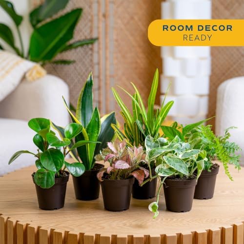 Costa Farms Live Indoor Plant Variety Bundle, 4-Inch Grow Pots, 6-Pack - Image 2