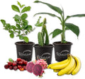 Fruit Medley Trio - 3 Live Plants in 4 Inch Pots - One Each of Banana Tree, Dragon Fruit, and Barbados Cherry Tree for Your Edible Garden by WekivaFoliage