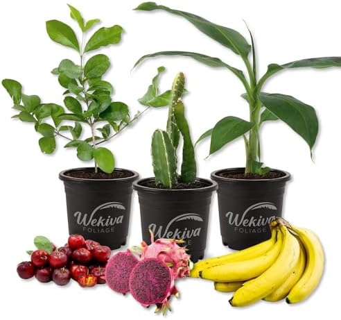 Fruit Medley Trio - 3 Live Plants in 4 Inch Pots - One Each of Banana Tree, Dragon Fruit, and Barbados Cherry Tree for Your Edible Garden by WekivaFoliage