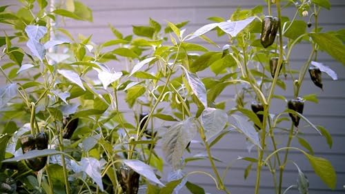 Sereniseed Certified Organic Hot Pepper Seeds (10-Pack) – Non GMO, Open Pollinated – Jalapeño, Cal Wonder, Banana, Serrano, Shishito, Red Habanero, Poblano, Cayenne and More - Image 6