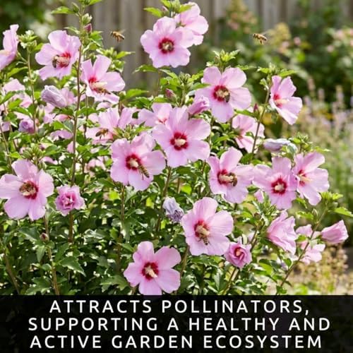 3 Rose of Sharon Plants for Growing – Hibiscus syriacus – Hardy Live Flowering Shrubs – Summer Blooming Landscape Plants for Hedges & Gardens - Image 5