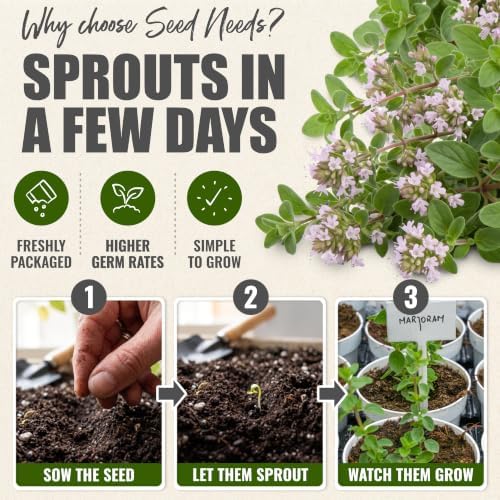 Seed Needs Sweet Marjoram Seeds to Plant Non-GMO & Heirloom Herbs XL Pack - Image 5