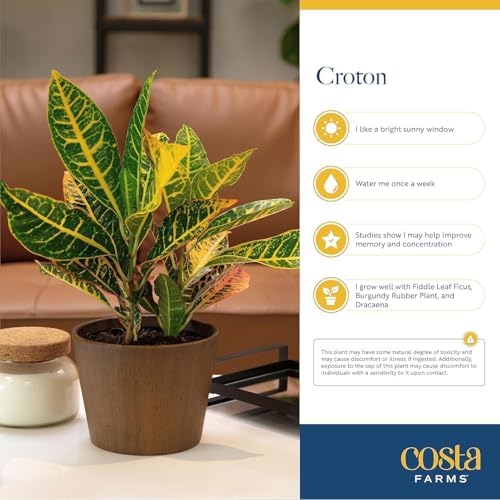 Costa Farms Croton Petra Live Plants (Pack of 2), Indoor Outdoor Houseplants Potted in Plant Pots, Potting Soil Mix, Easy to Grow Tropical House Plants for Home, Office, Fall Room Decor, 1 Foot Tall - Image 6