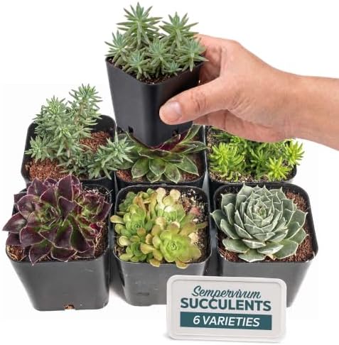 Mountain Crest Gardens Hardy Succulents Plants Live | 6-Pack Frost-Tolerant Succulent Plants Variety Pack | Live Succulents Plants in 2 Inch Pots | Plants Live for Rock Garden, Landscaping & DIY by MountainCrestGardens