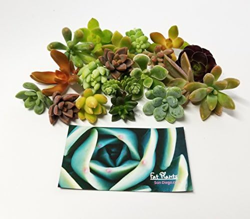 25 Mini Assorted Live Succulent Cuttings, No 2 Succulents Alike, Great for Terrariums, Miniature Gardens, and as Starter Plants. Live Succulents Plants for DIY Projects and Home Decor (25, Mini) - Image 2