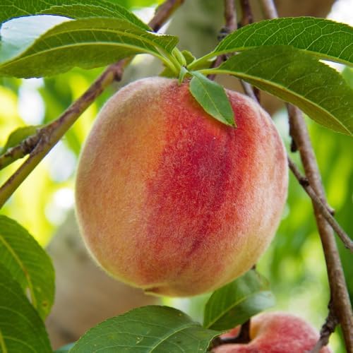 Flordaking Peach Tree, Clingstone, Compact, Self-Pollinating, Pink Flowering, 1 gal Nursery Pot, 1-2 ft Tree Height (Due to Agricultural Laws, we Cannot Ship to CA, AZ, AK, or HI), 2 Trees - Image 2