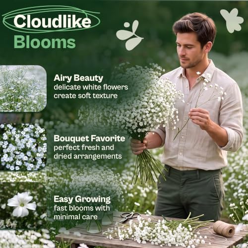 SVI 2500 White Baby’s Breath Heirloom Flower Seeds Gypsophila elegans - Image 3