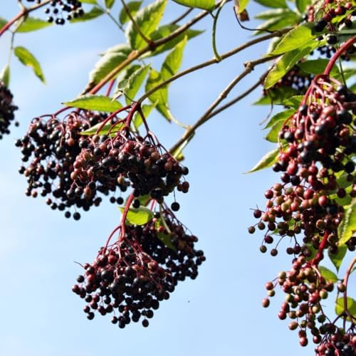 10 Black Elderberry Cuttings Live Plants, Berry Fruit Bush, 6-8 Inch Tall - Image 2