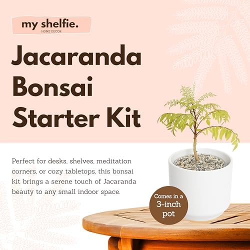 Jacaranda Tree Plant Live, Blue Flowering Bonsai Starter - Image 4