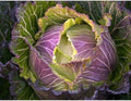 January King No. 3 Cabbage Seeds (95 Seeds) Seeds for Planting, Farm, Growing in Garden, Greenhouse, Vegetable, Fruit by Unknown