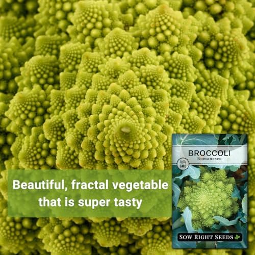 Sow Right Seeds - Romanesco Broccoli Seed for Planting Vegetable Garden 3pk - Image 3