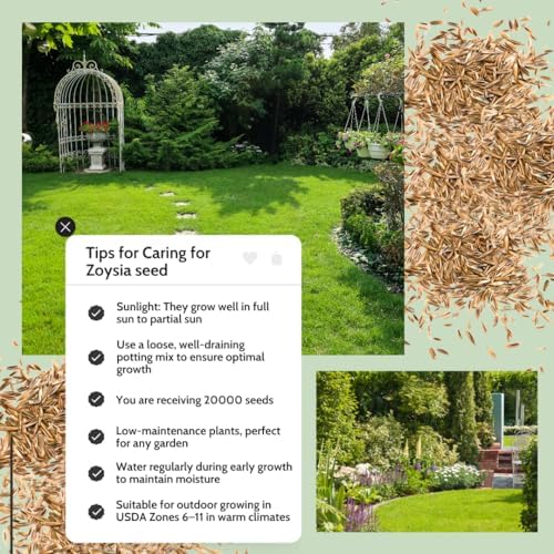 20000 Zoysia Grass Seeds, Zoysia Grass Seeds for Lawn, Low Maintenance - Image 3