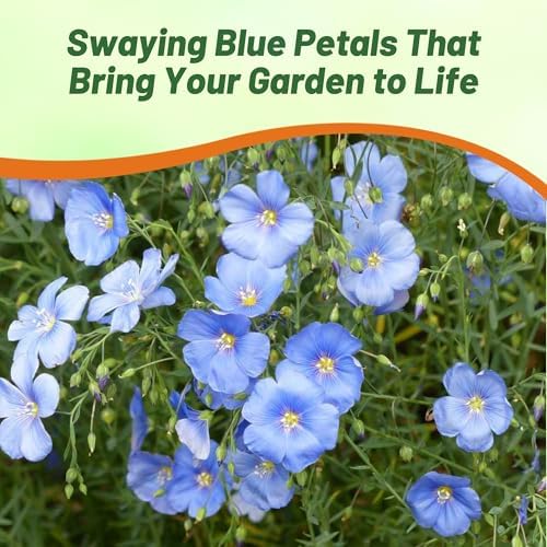 Outsidepride Sky Blue Flax Seeds - 2000 Pcs Annual Flower Seeds for Planting, Self-Seeding, Drought-Tolerant w/Compact Growth, for Small Gardens, Meadows, Borders, or Mass Plantings - Image 5