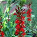 Cardinal Flower Red Lobelia, 3 Live Plants by Unknown